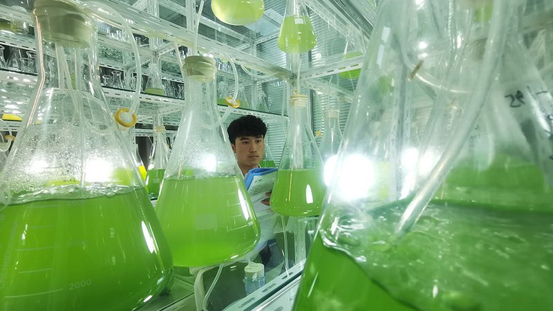 酶與酵素，有何區(qū)別？揭秘十大品牌排名背后的奧秘**